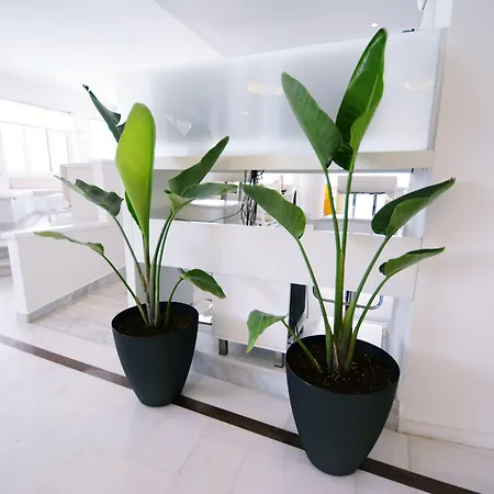 Dimitrios Adults Friendly 14 4* 레팀노